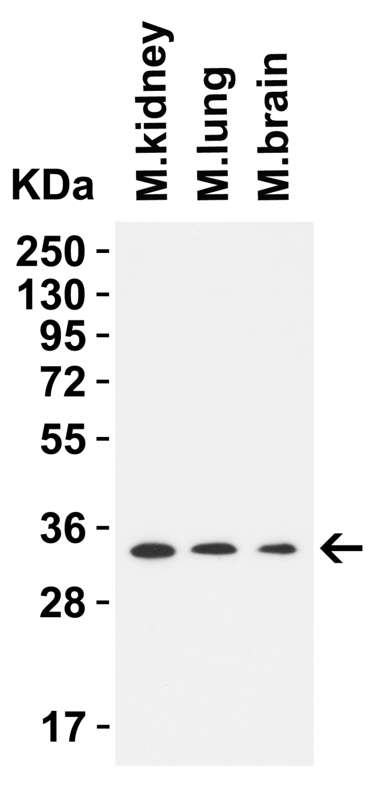 TMEM41B (CT) Antibody