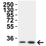 <strong>Figure 2 Western Blot Validation in Mouse Tissues </strong><br>Loading: 15 μg of lysates per lane.Antibodies: TMEM41B 9567, 2 μg/mL, 1h incubation at RT in 5% NFDM/TBST.Secondary: Goat anti-rabbit IgG HRP conjugate at 1:10,000 dilution.