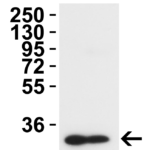 <strong>Figure 3 Western Blot Validation in Rat Tissues</strong><br>Loading: 15 μg of lysates per lane.Antibodies: TMEM41B 9567,  2 μg/mL, 1h incubation at RT in 5% NFDM/TBST.Secondary: Goat anti-rabbit IgG HRP conjugate at 1:10,000 dilution.