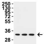 <strong>Figure 1 WB Validation  in Human Cell Lines </strong><br>Loading: 15 μg of lysate Antibodies:  TMEM41B 9567, 2 μg/mL , 1 h incubation at RT in 5% NFDM/TBST. Secondary: Goat Anti-Rabbit IgG HRP conjugate at 1:10,000 dilution.