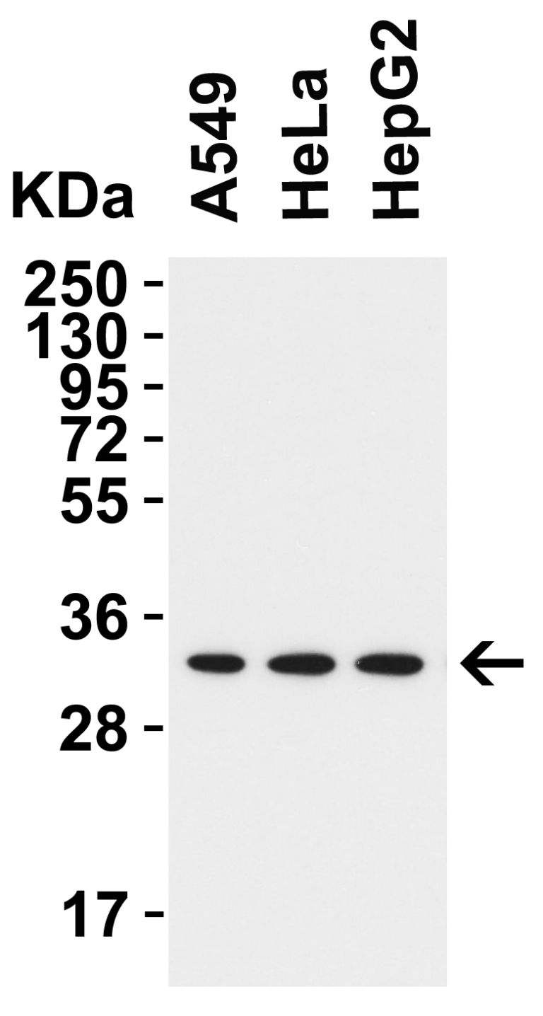 TMEM41B (NT) Antibody
