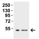 <strong>Figure 3 Western Blot Validation in Rat Tissues</strong><br>Loading: 15 μg of lysates per lane.Antibodies: TMPRSS2 9571,  2 μg/mL, 1h incubation at RT in 5% NFDM/TBST.Secondary: Goat anti-rabbit IgG HRP conjugate at 1:10,000 dilution.