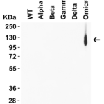 <strong>Figure 5 WB Validation of of Omicron Variant Spike Antibodies with SARS-CoV-2 Variant Spike S1 Proteins </strong><br>Loading: 30 ng of SARS-CoV-2 spike S1 proteins, including WT, alpha variant (B.1.1.7), beta variant (B.1.351), gamma variant (P.1), delta variant (B.1.617.2), and omicron variant (B.1.1.529),Detection Antibodies: SARS-CoV-2 Omicron Variant Spike antibody, 9805, 2 μg/mL, incubated at RT for 1 hr.Secondary Antibodies: Goat anti-rabbit HRP at 1:20,000, incubated at RT for 1 hr.<strong>SARS-CoV-2 Omicron Variant Spike antibody (9805) specifically detects Omicron variant spike S1 protein (95-129), but not spike S1 protein of WT (10-300) and all other variants. </strong>