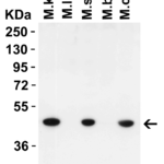 <strong>Figure 1 Western Blot Validation in Mouse Tissues </strong><br>Loading: 15 μg of lysates per lane. Antibodies: IRGB10 9513, 2 μg/mL, 1h incubation at RT in 5% NFDM/TBST. Secondary: Goat anti-rabbit IgG HRP conjugate at 1:10,000 dilution.