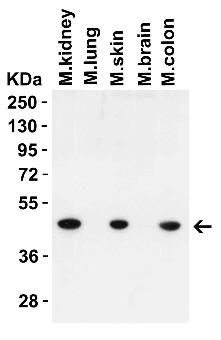 IRGB10 (CT) Antibody