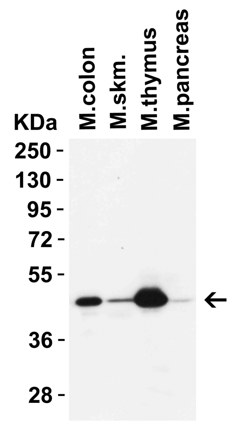 IRGB10 (NT) Antibody