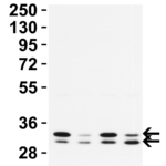 <strong>Figure 2 Western Blot Validation in Human Cell Lines </strong><br>Loading: 15 μg of lysates per lane. Antibodies: PGAM5, 9517 0.5 μg/mL, 1h incubation at RT in 5% NFDM/TBST. Secondary: Goat anti-rabbit IgG HRP conjugate at 1:10,000 dilution.