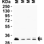 <strong>Figure 3 Western Blot Validation in Mouse Tissues </strong><br>Loading: 15 μg of lysates per lane. Antibodies: PGAM5, 9517 0.5 μg/mL, 1h incubation at RT in 5% NFDM/TBST. Secondary: Goat anti-rabbit IgG HRP conjugate at 1:10,000 dilution.