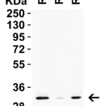 <strong>Figure 4 Western Blot Validation in Rat Tissues </strong><br>Loading: 15 μg of lysates per lane. Antibodies: PGAM5, 9517 0.5 μg/mL, 1h incubation at RT in 5% NFDM/TBST. Secondary: Goat anti-rabbit IgG HRP conjugate at 1:10,000 dilution.
