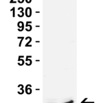 <strong>Figure 1 Western Blot Validation in Mouse and Rat Cell Lines </strong><br>Loading: 15 μg of lysates per lane. Antibodies: PGAM5, 9517 0.5 μg/mL, 1h incubation at RT in 5% NFDM/TBST. Secondary: Goat anti-rabbit IgG HRP conjugate at 1:10,000 dilution.