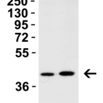 <strong>Figure 2:  WB Validation in Mouse Tissues</strong><br>Loading: 15 μg of lysate.   Antibodies:  AIFM2 9653, 2 μg/mL, 1h incubation at RT in 5% NFDM/TBST.   Secondary: Goat Anti-Rabbit IgG HRP conjuate at 1:10,000 dilution.