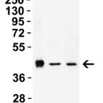 <strong>Figure 3: WB Validation in Rat Tissues</strong><br>Loading: 15 μg of lysate.   Antibodies:  AIFM2 9653, 2 μg/mL, 1h incubation at RT in 5% NFDM/TBST.   Secondary: Goat Anti-Rabbit IgG HRP conjuate at 1:10,000 dilution.