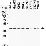 <strong>Figure 1: WB Validation in Human Mouse and Rat Cell Lines</strong><br>Loading: 15 μg of lysate.   Antibodies:  AIFM2 9653, 2 μg/mL, 1h incubation at RT in 5% NFDM/TBST.   Secondary: Goat Anti-Rabbit IgG HRP conjuate at 1:10,000 dilution.