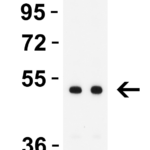 <strong>Figure 1 Western Blot Validation in Human THP-1 Cells </strong><br>Loading: 15 μg of lysate per lane.  Antibodies: MNDA 9645, 1h incubation at RT in 5% NFDM/TBST.   Secondary: Goat anti-rabbit IgG HRP conjugate at 1:10,000 dilution.   Lane 1: 1 μg/mL   Lane 2: 2 μg/mL