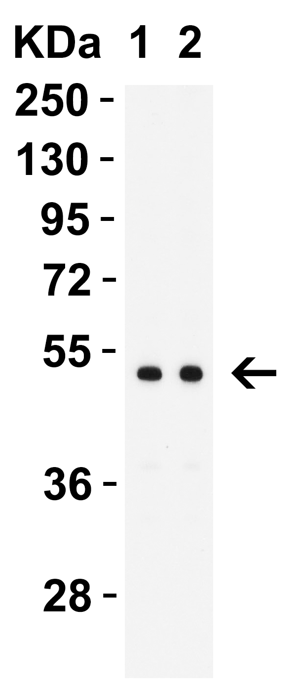 MNDA (CT) Antibody