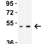 <strong>Figure 1 Western Blot Validation in Human THP-1 Cells </strong><br>Loading: 15 μg of lysate per lane.  Antibodies: MNDA 9647, 1h incubation at RT in 5% NFDM/TBST.  Secondary: Goat anti-rabbit IgG HRP conjugate at 1:10,000 dilution.   Lane 1: 1 μg/mL  Lane 2: 2 μg/mL