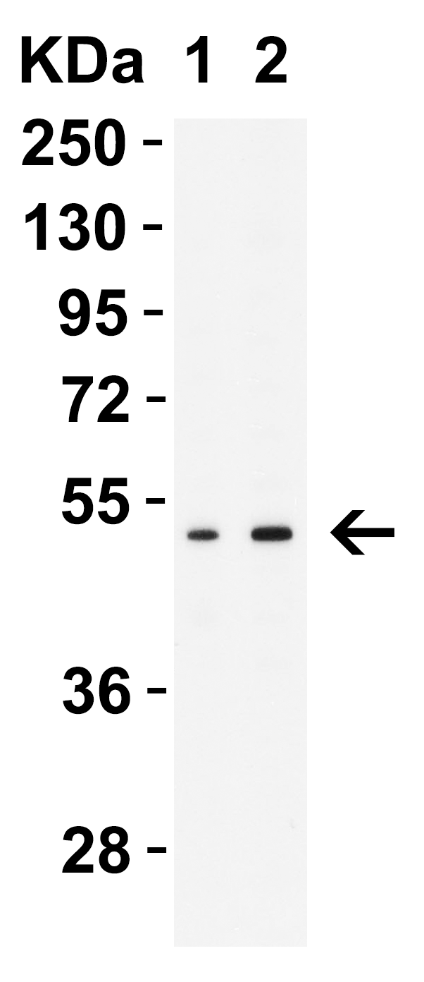 MNDA (IN) Antibody