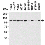 <strong>Figure 1 WB Validation in Human, Mouse and Rat  Cell Lines</strong><br>Loading: 15 μg of lysate.  Antibodies:  NALP3 5447, 0.5 μg/mL , 1 h incubation at RT in 8% NFDM/TBST.  Secondary: Goat Anti-Rabbit IgG HRP conjugate at 1:10,000 dilution.