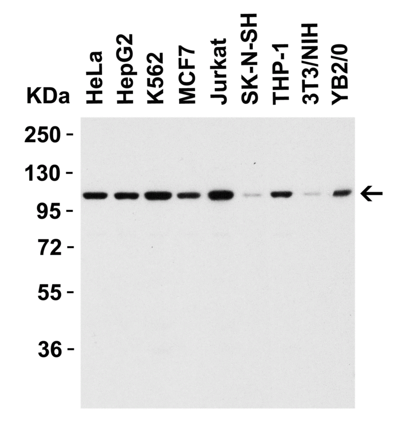 NALP3 Antibody