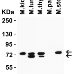 <strong>Figure 2: Western Blot Validation in Mouse Tissues </strong><br>Loading: 15 μg of lysates per lane.  Antibodies: NCOA4 9663, 1 μg/mL, 1h incubation at RT in 5% NFDM/TBST.  Secondary: Goat anti-rabbit IgG HRP conjugate at 1:10,000 dilution.