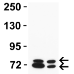 <strong>Figure 3: Western Blot Validation in Rat Tissues</strong><br>Loading: 15 μg of lysates per lane.Antibodies: NCOA4 9663,  1 μg/mL, 1h incubation at RT in 5% NFDM/TBST.  Secondary: Goat anti-rabbit IgG HRP conjugate at 1:10,000 dilution.