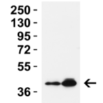 <strong>Figure 2 WB Validation in Mouse Tissues</strong><br> Loading: 15 μg of lysates per lane.Antibodies: PEX10 9671, 4 μg/mL, 1h incubation at RT in 5% NFDM/TBST.Secondary: Goat anti-rabbit IgG HRP conjugate at 1:10,000 dilution.