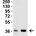 <strong>Figure 3 WB Validation in Rat Tissues</strong><br>Loading: 15 μg of lysates per lane.Antibodies: PEX10 9671,  4 μg/mL, 1h incubation at RT in 5% NFDM/TBST.Secondary: Goat anti-rabbit IgG HRP conjugate at 1:10,000 dilution.