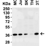 <strong>Figure 1 WB Validation in Human and Mouse Cell Lines</strong><br>Loading: 15 μg of lysate Antibodies:  PEX10 9671, 4 μg/mL , 1 h incubation at RT in 5% NFDM/TBST. Secondary: Goat Anti-Rabbit IgG HRP conjugate at 1:10,000 dilution.