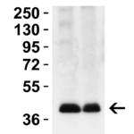 <strong>Figure 2 Western Blot Validation in Mouse Tissues </strong><br>Loading: 15 μg of lysates per lane.Antibodies: PEX3 9665, 2 μg/mL, 1h incubation at RT in 5% NFDM/TBST.Secondary: Goat anti-rabbit IgG HRP conjugate at 1:10,000 dilution.