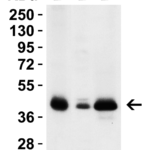 <strong>Figure 3 Western Blot Validation in Rat Tissues</strong><br>Loading: 15 μg of lysates per lane.Antibodies: PEX3 9665, 2 μg/mL, 1h incubation at RT in 5% NFDM/TBST.Secondary: Goat anti-rabbit IgG HRP conjugate at 1:10,000 dilution.