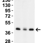 <strong>Figure 1 WB Validation in Human Cell Lines </strong><br>Loading: 15 μg of lysate Antibodies:  PEX3 9665, 2 μg/mL , 1 h incubation at RT in 5% NFDM/TBST. Secondary: Goat Anti-Rabbit IgG HRP conjugate at 1:10,000 dilution.
