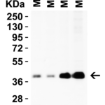 <strong>Figure 2 Western Blot Validation in Mouse Tissues </strong><br>Loading: 15 μg of lysates per lane.Antibodies: PEX3 9667, 2 μg/mL, 1h incubation at RT in 5% NFDM/TBST.Secondary: Goat anti-rabbit IgG HRP conjugate at 1:10,000 dilution.
