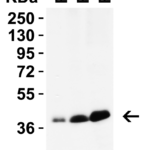 <strong>Figure 3 Western Blot Validation in Rat Tissues</strong><br>Loading: 15 μg of lysates per lane.Antibodies: PEX3 9667,  2 μg/mL, 1h incubation at RT in 5% NFDM/TBST.Secondary: Goat anti-rabbit IgG HRP conjugate at 1:10,000 dilution.