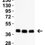 <strong>Figure 1 WB Validation in Human Cell Lines </strong><br>Loading: 15 μg of lysate Antibodies:  PEX3 9667, 2 μg/mL , 1 h incubation at RT in 5% NFDM/TBST. Secondary: Goat Anti-Rabbit IgG HRP conjugate at 1:10,000 dilution.