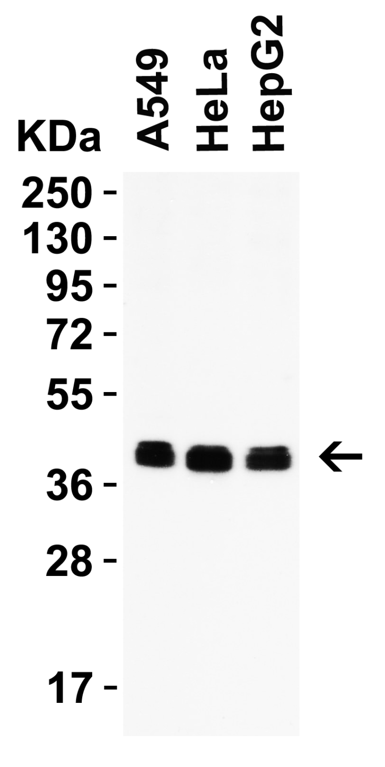 PEX3 (IN) Antibody