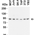 <strong>Figure 1 WB Validation  in Human, Mouse and Rat Cell Lines</strong><br>Loading: 15 μg of lysate.   Antibodies:  FZD6 9551, 2 μg/mL, 1 h incubation at RT in 5% NFDM/TBST.   Secondary: Goat Anti-Rabbit IgG HRP conjugate at 1:10,000 dilution.