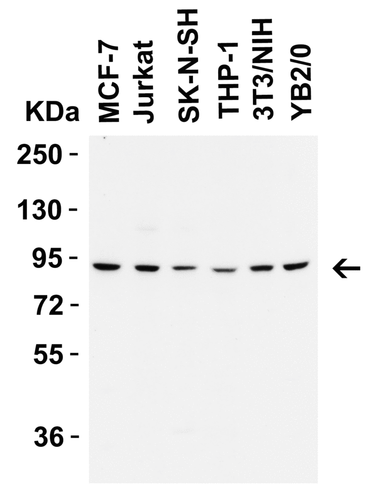 FZD6 (IN) Antibody