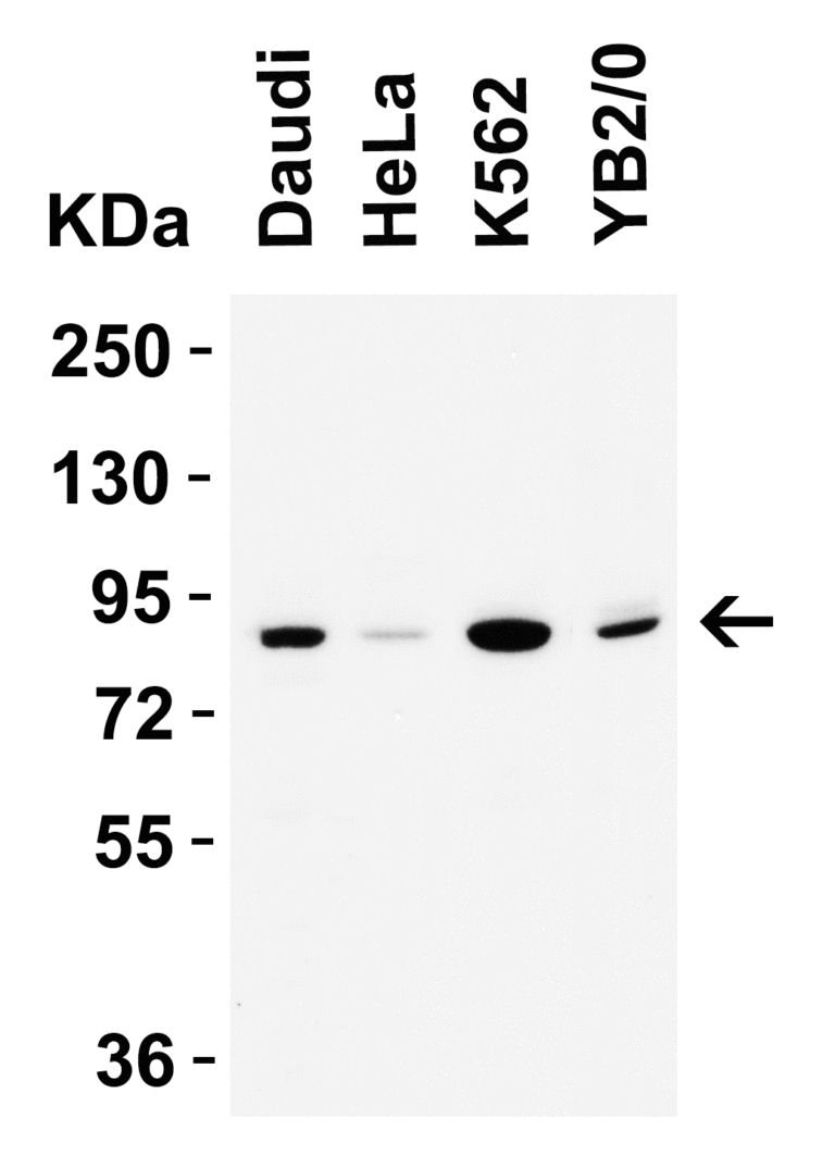 IFI16 (CT) Antibody
