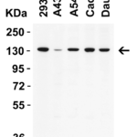 <strong>Figure 1 WB Validation  in Human Cell Lines </strong><br>Loading: 15 μg of lysate.   Antibodies:  POLRMT, 2 μg/mL , 1 h incubation at RT in 5% NFDM/TBST.  Secondary: Goat anti-rabbit IgG HRP conjugate at 1:10,000 dilution.