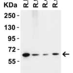 <strong>Figure 3. Western Blot Validation in Rat Tissues </strong><br>Loading: 15 μg  of lysates per lane.  Antibodies: ZC3H12A 9547, 2 μg/mL, 1h incubation at RT in 5% NFDM/TBST.  Secondary: Goat anti-rabbit IgG HRP conjugate at 1:10,000 dilution.