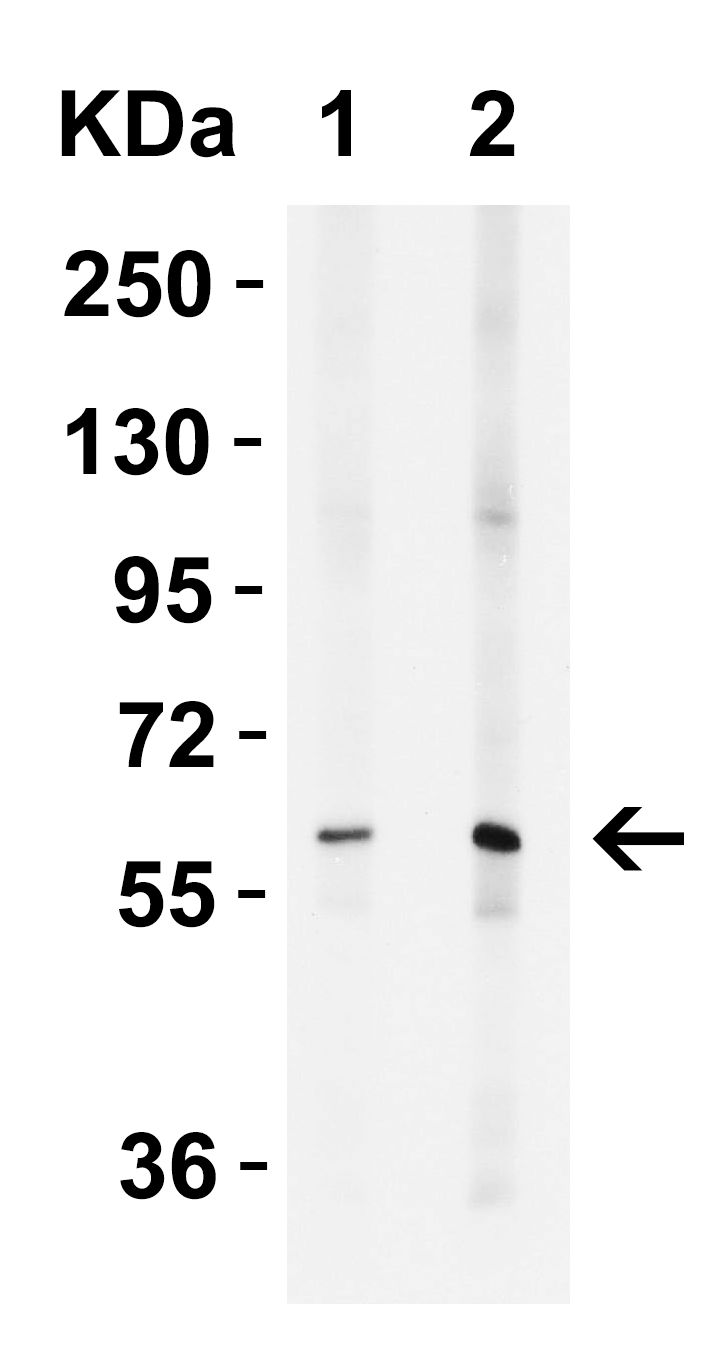 ZC3H12A (CT) Antibody