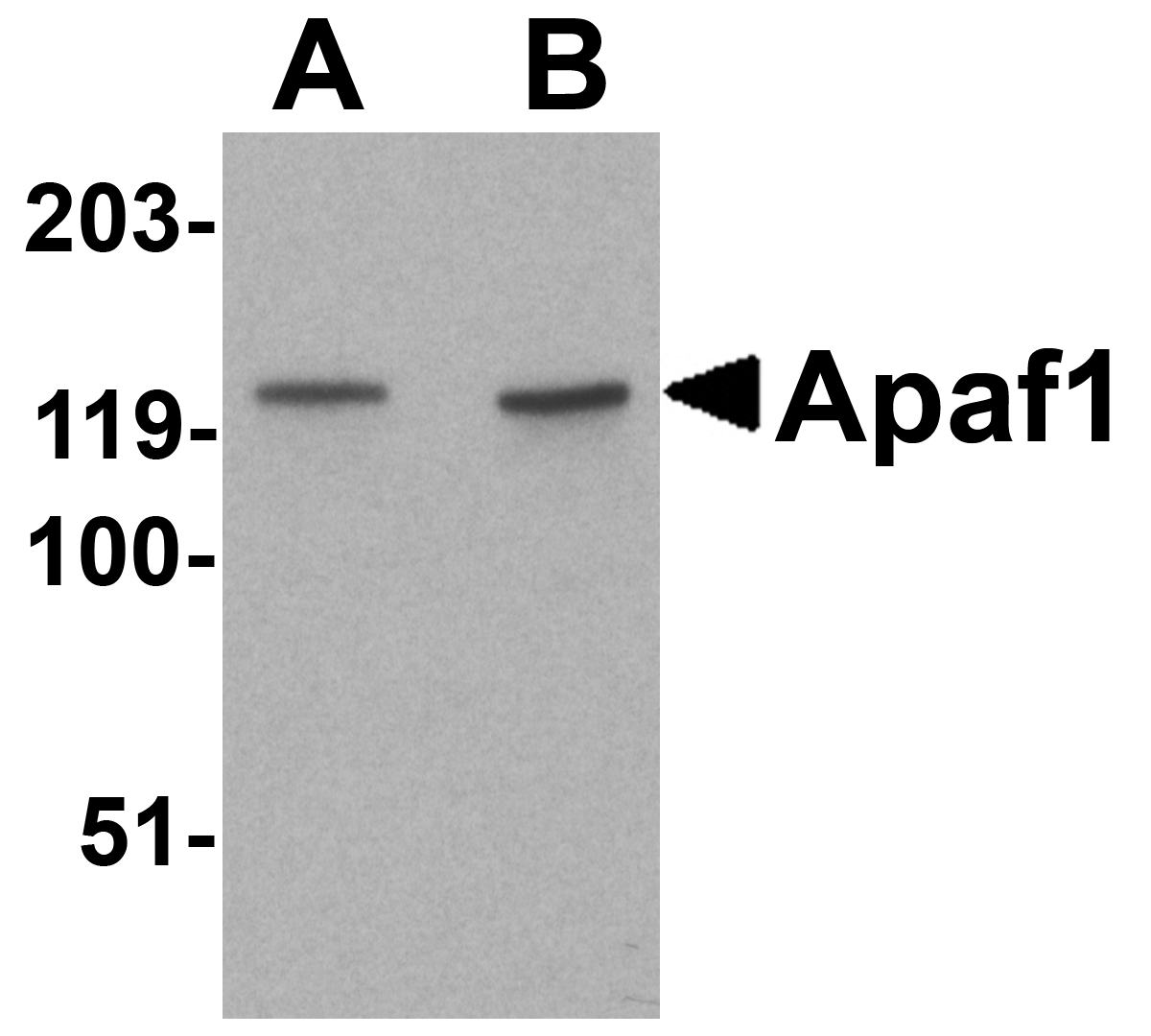 Apaf1 Antibody