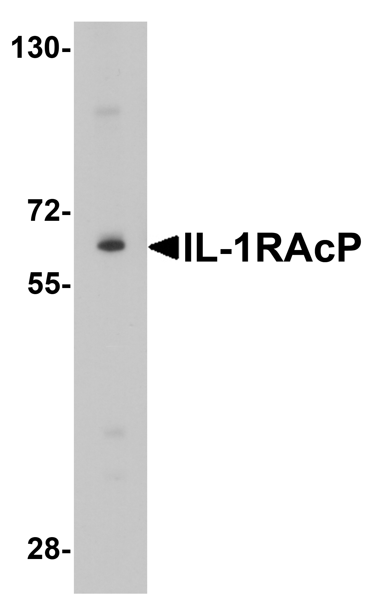 IL-1RAcP Antibody