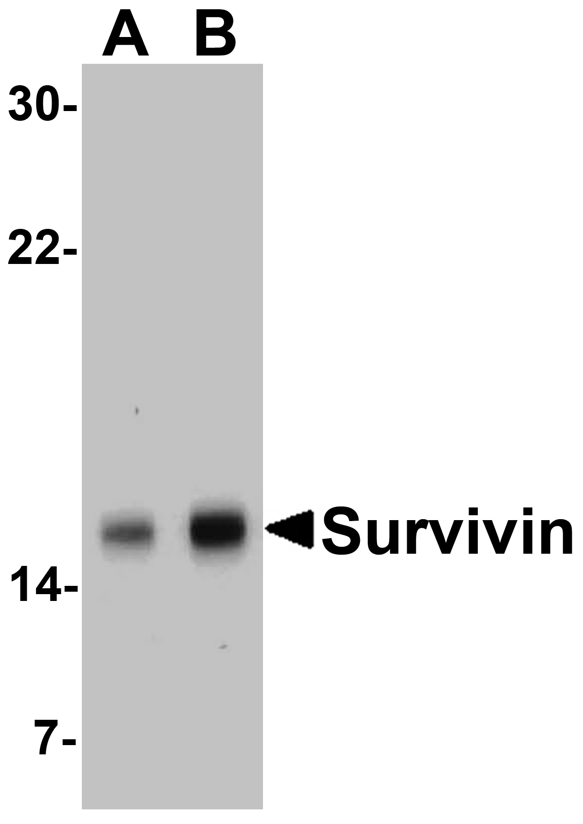 Survivin Antibody