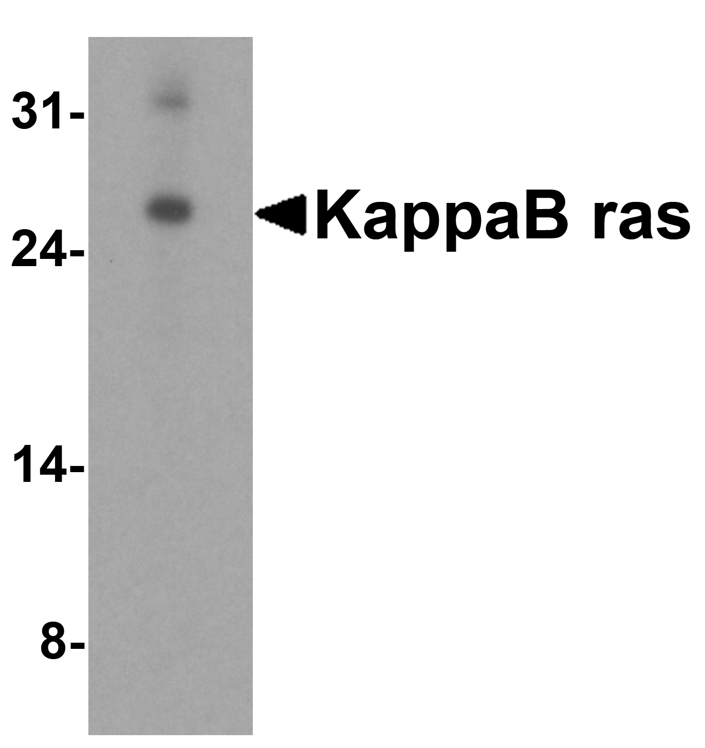KappaB ras Antibody
