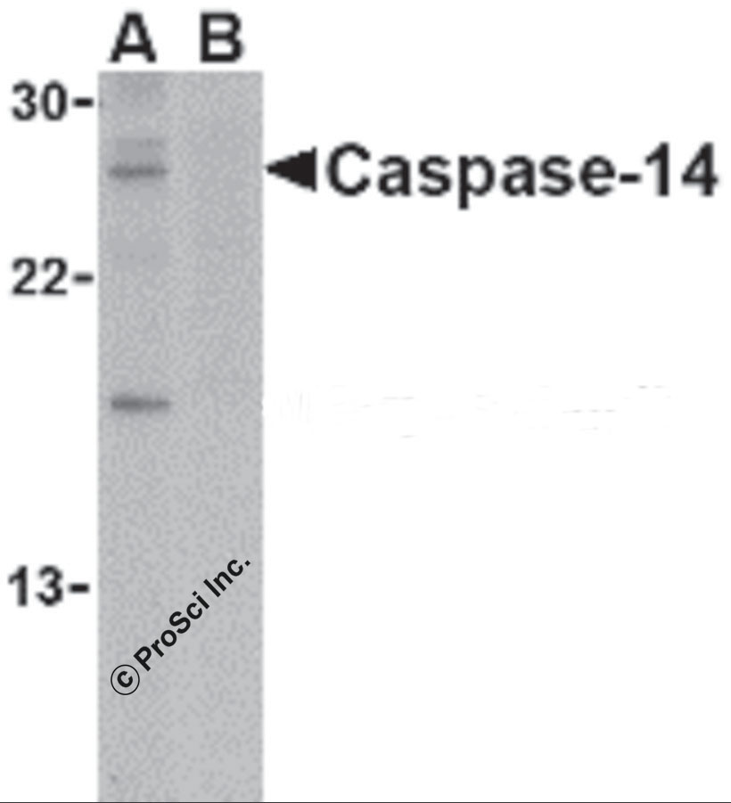 Caspase-14 Antibody