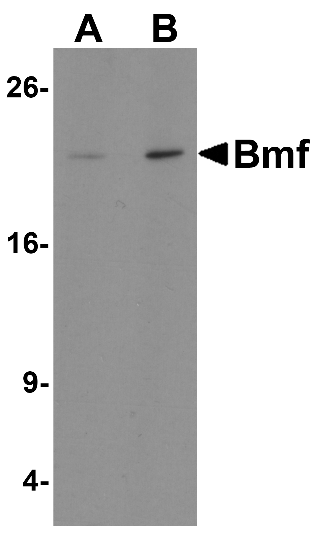 Bmf Antibody