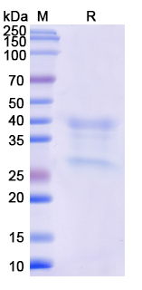 Monkeypox virus/MPXV H3L Recombinant Protein
