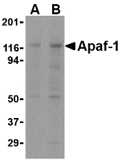 Apaf-1 Antibody [2E10]