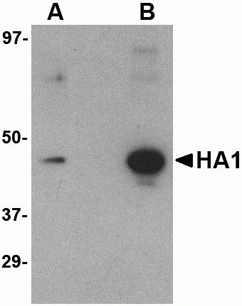 Hemagglutinin Antibody [1E6A7]